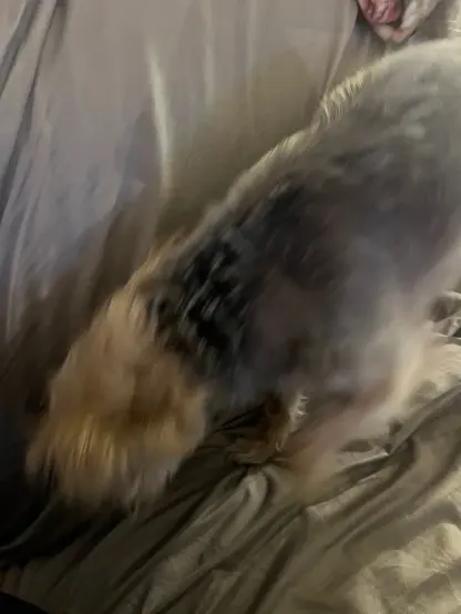 very blurry picture of a brown and grey dog wiping her face on a grey couch