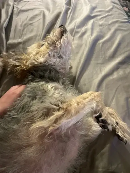 brown and grey dog laying on a grey couch, my hand is giving her scritches on the back of her neck. she has a blank expression on her face.